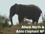 Aliwal-North & Addo Elephant NP