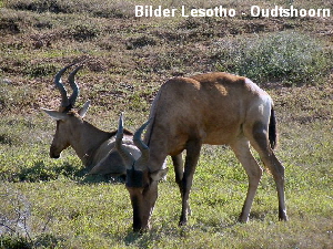 Bilder Lesotho - Oudtshoorn
