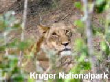 Kruger Nationalpark