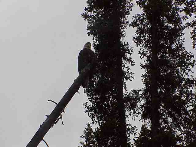 Wei�kopfseeadler