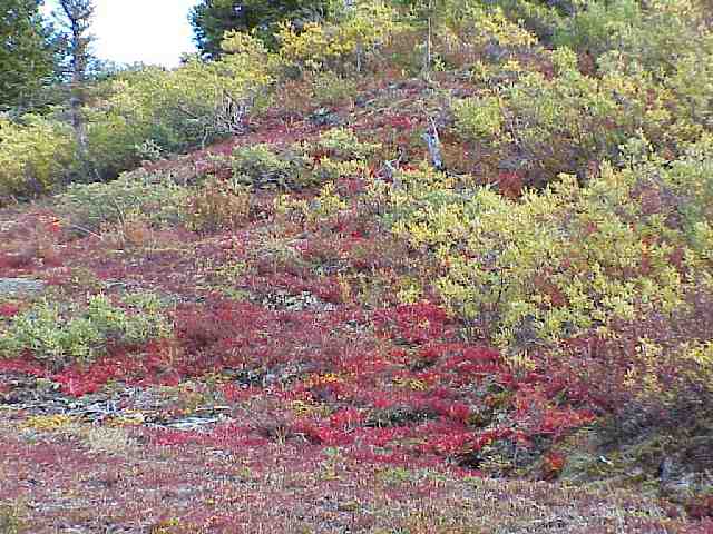 Indian-Summer