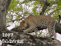 Südafrika 2003