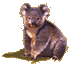 koala02