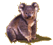 koala
