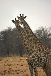 Giraffen